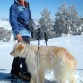 Era un perro ideal para acompañarnos a la nieve.